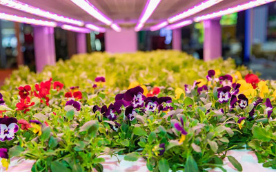 第四屆進博會光明食品集團“The Smart Chain”開幕