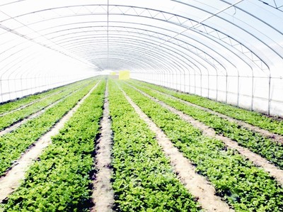 “富裕、秀美”看大場