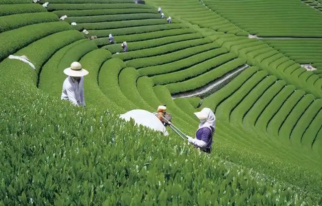 “茶旅融合”巨大發展潛力如何釋放?日本“茶旅勝地”靜岡這樣做
