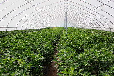 天水市蔬菜新品種現(xiàn)場(chǎng)觀摩會(huì)在清水縣召開(kāi)(組圖)