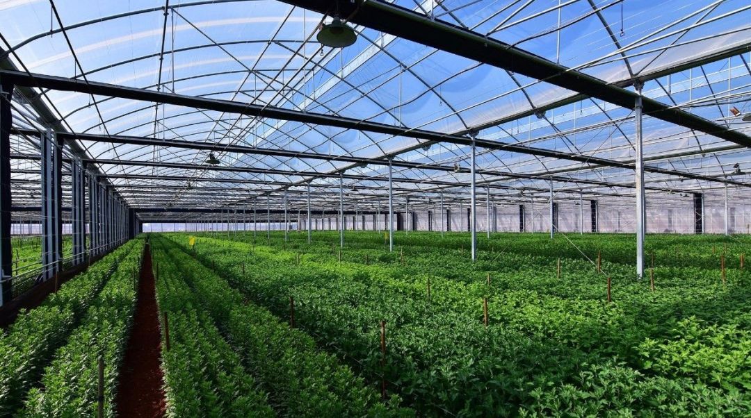 開(kāi)遠(yuǎn)高效現(xiàn)代農(nóng)業(yè)園發(fā)展得這么好,原因竟是…