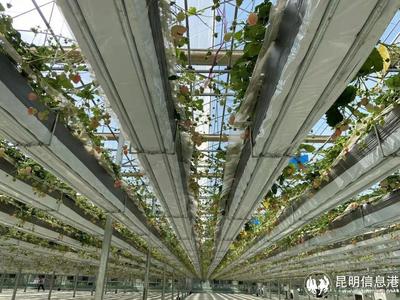 呈貢寶珠梨、繡球花、草莓等農(nóng)特產(chǎn)品亮相2023全國(guó)“土特產(chǎn)”集中推薦活動(dòng)現(xiàn)場(chǎng)