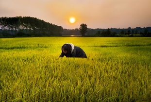 農(nóng)業(yè)綜合開(kāi)發(fā)大力推進(jìn)高標(biāo)準(zhǔn)農(nóng)田建設(shè)