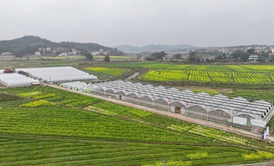 不負(fù)春耕好時(shí)光 育秧大棚生產(chǎn)忙