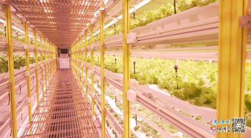 廣信區(qū) 垂直工廠 讓農(nóng)業(yè)向 新 發(fā)展 圖