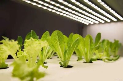 【聚焦新賽道】“植物工廠”在未來將成為中國農(nóng)業(yè)的新形態(tài)