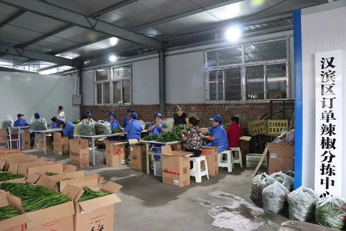 脫貧攻堅一縣一業 陜西漢濱辣椒產業