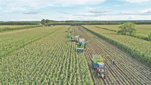 領(lǐng)鮮示范第一縣 領(lǐng)跑農(nóng)字號(hào)產(chǎn)業(yè)發(fā)展新賽道 青岡縣鮮食玉米產(chǎn)業(yè)促農(nóng)增收典型經(jīng)驗(yàn)做法綜述