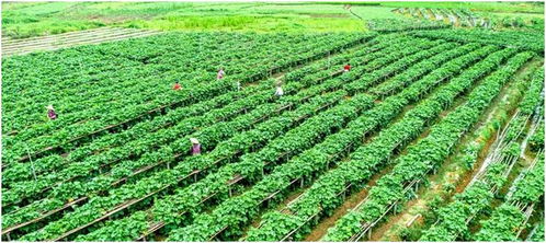 年產值138000000元 肇慶這棵菜暢銷粵港澳大灣區