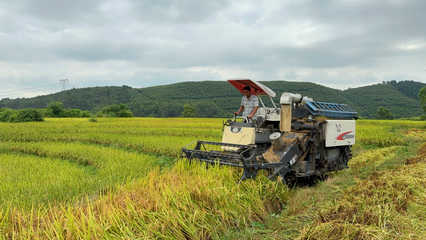 富川:鍛造好米“鏈”產供銷一體助農增收