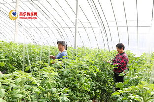 高崖水庫(kù)庫(kù)區(qū) 加快現(xiàn)代農(nóng)業(yè)發(fā)展，打造有機(jī)農(nóng)產(chǎn)品供銷基地