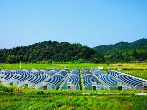 乳源巧繡精致農(nóng)業(yè)發(fā)展畫(huà)卷 農(nóng)業(yè)開(kāi)發(fā)的新路徑