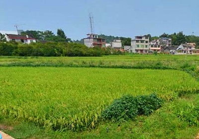 現(xiàn)代農(nóng)業(yè)產(chǎn)業(yè)體系的發(fā)展趨勢(shì)與農(nóng)業(yè)開(kāi)發(fā)現(xiàn)狀